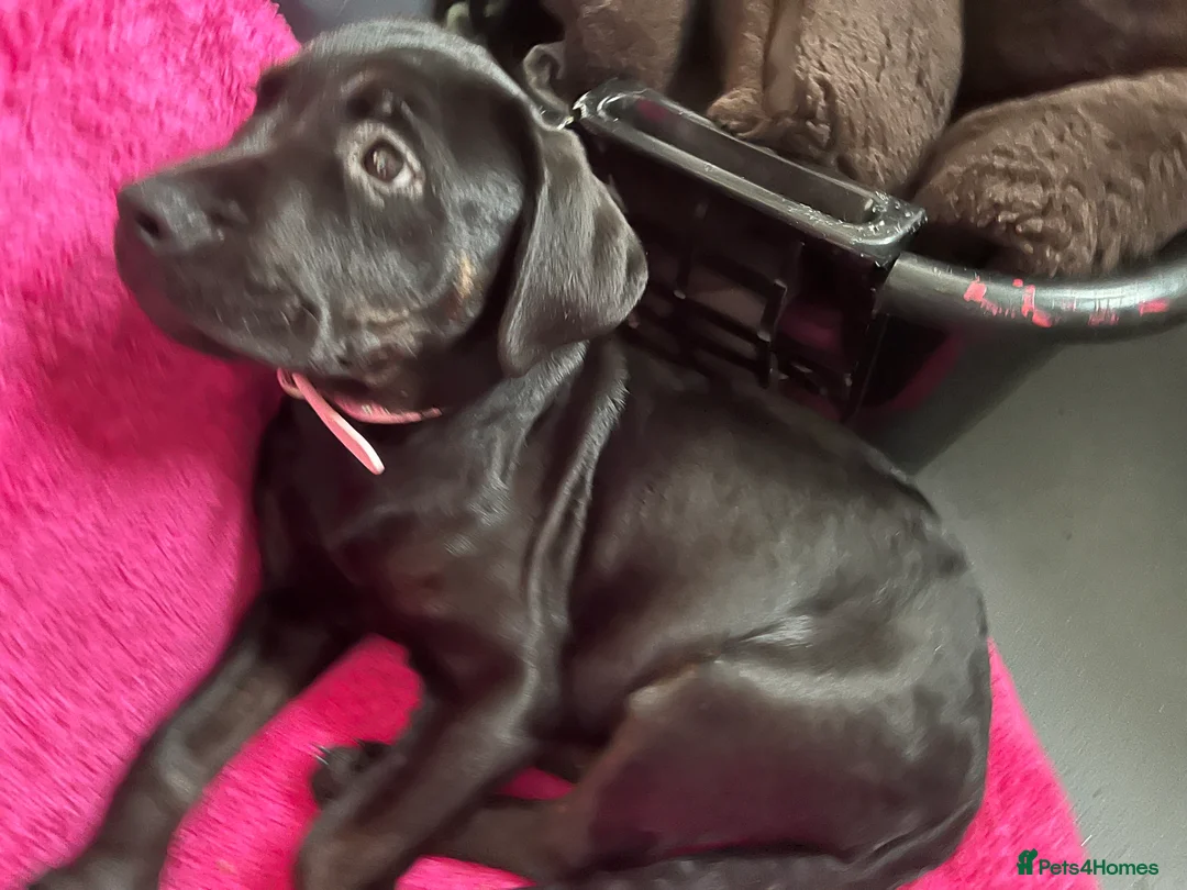 Mixed Breed dogs for sale: Bullmastiff cross puppies  - Advert 14