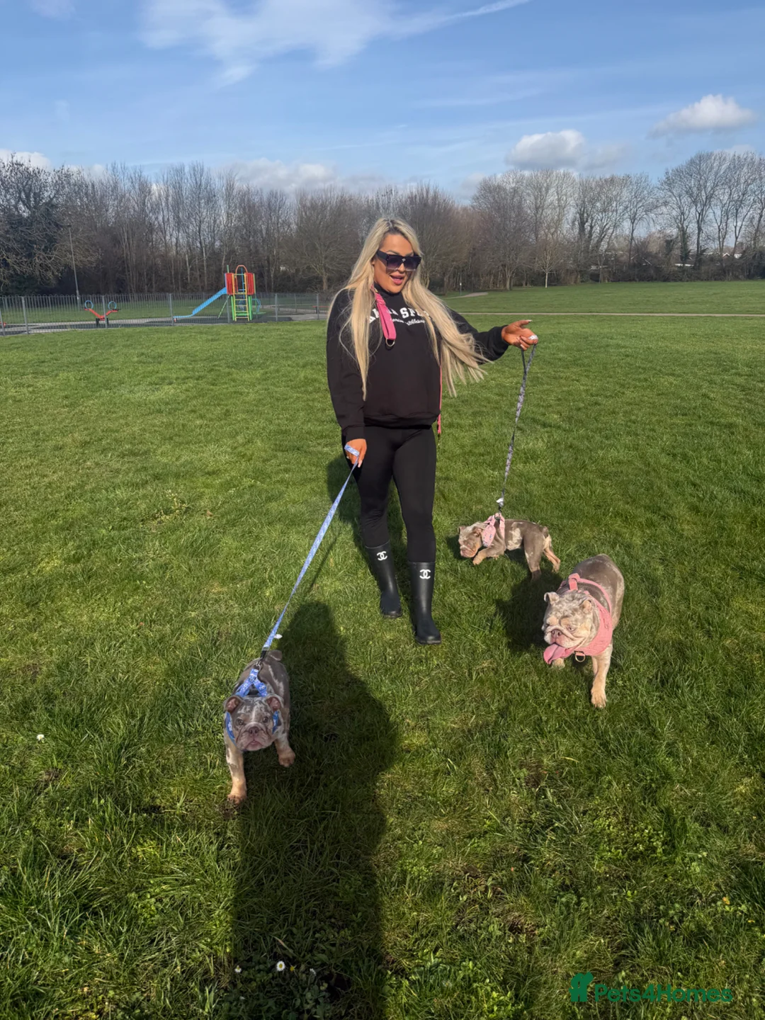 English Bulldog dogs for sale: ✨ KC Registered English Bulldog Girl – Remi Roo ✨ - Advert 2