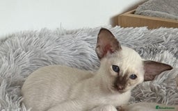 Siamese cats for sale: Siamese kitten - Image 2