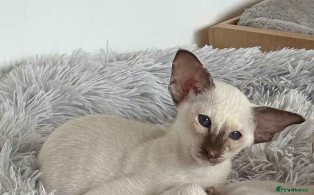 Siamese cats for sale: Siamese kitten - Image 2
