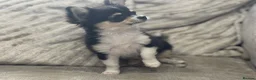 Chihuahua dogs for sale: Loving boy looking for forever home  - Advert 1
