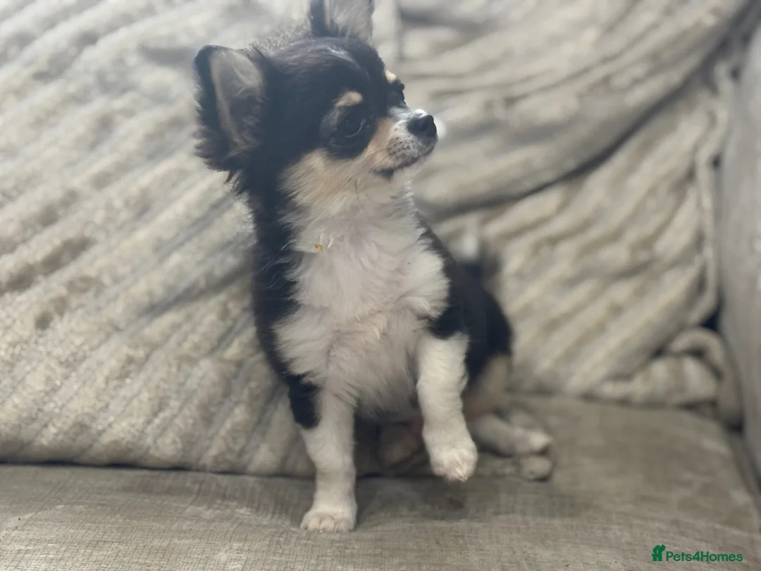 Chihuahua dogs for sale: Loving boy looking for forever home  - Advert 1