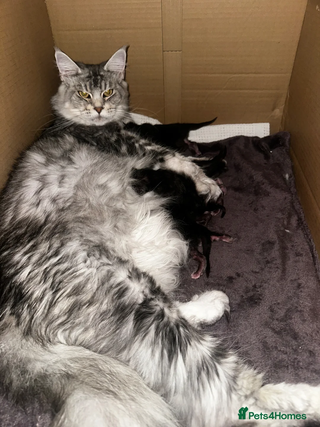Maine Coon cats for sale: 6 Beautiful GCCF Registered Maine Coon Kittens - Advert 15