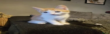Boy 1
