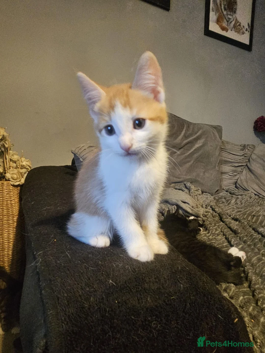 Mixed Breed cats for sale: 4 beautiful kittens - Advert 2