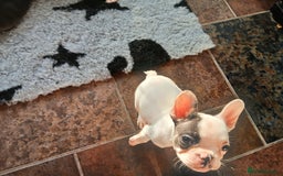 French Bulldog dogs for sale: Gorgeous french bulldog boys  - Image 5