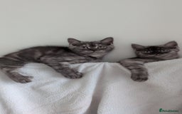 Persian cats for sale: Beautiful mixed Persian kitten 🐾 - Image 6