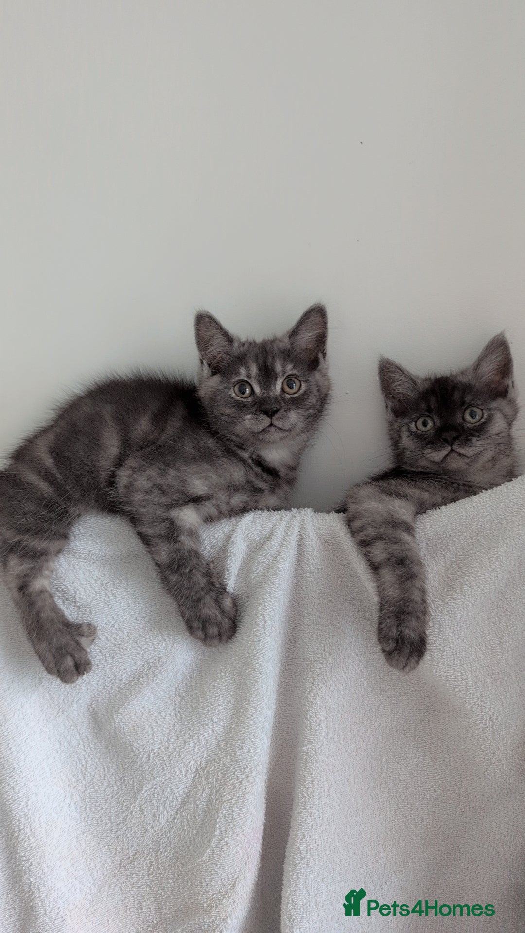 Persian cats for sale: Beautiful mixed Persian kitten 🐾 - Image 6