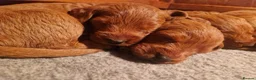 Labradoodle dogs for sale: DARK FOX RED LABRADOODLES in Alnwick - Advert 4
