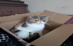 Exotic cats for sale: Beutiful GCCF reg Exotic Boys - Advert 1