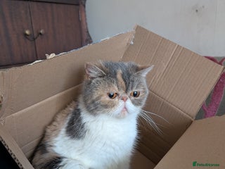 Exotic cats Beutiful GCCF reg Exotic Boys - Advert 2