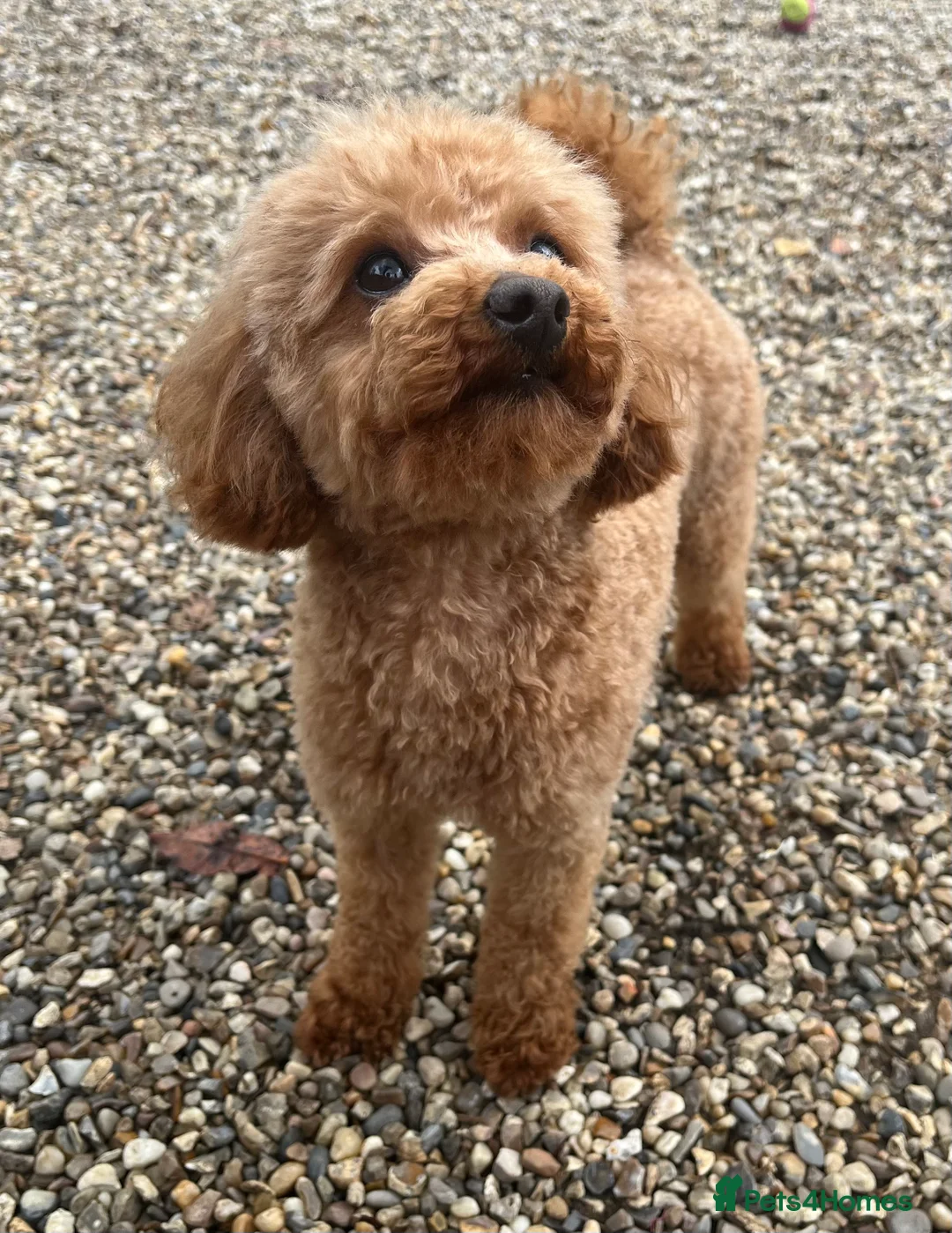 Toy Poodle dogs for stud: 🌹 RED TOY POODLE 9 INCH 2.8 KG HEALTH TESTED 🌹 in Romford - Advert 23