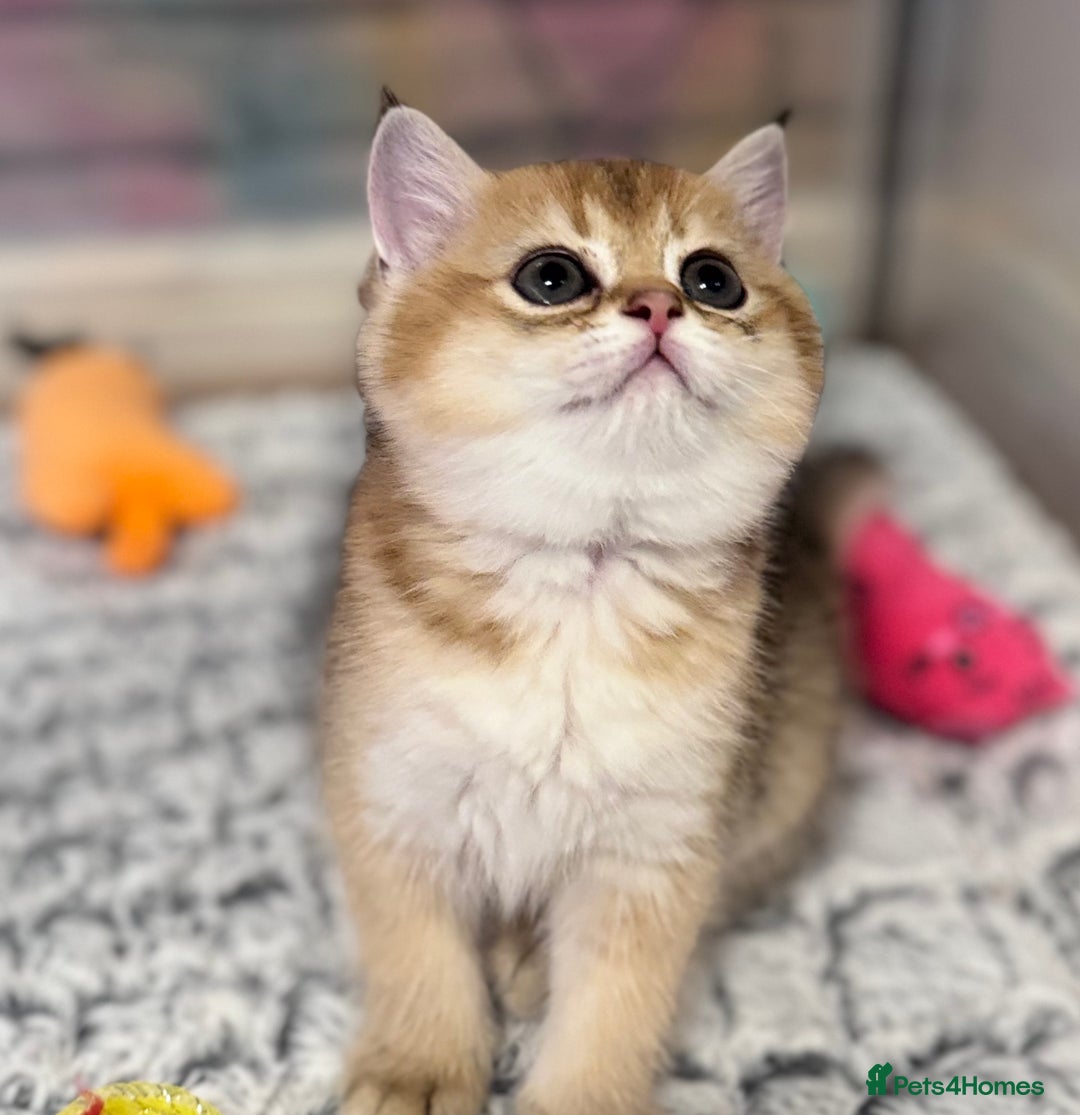 Scottish Fold cats for sale: 📣PEDIGREE SCOTTISH KITTEN(reg.)🐱  - Image 6