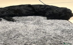 Cockapoo dogs for sale: Cockapoos puppies  - Image 12