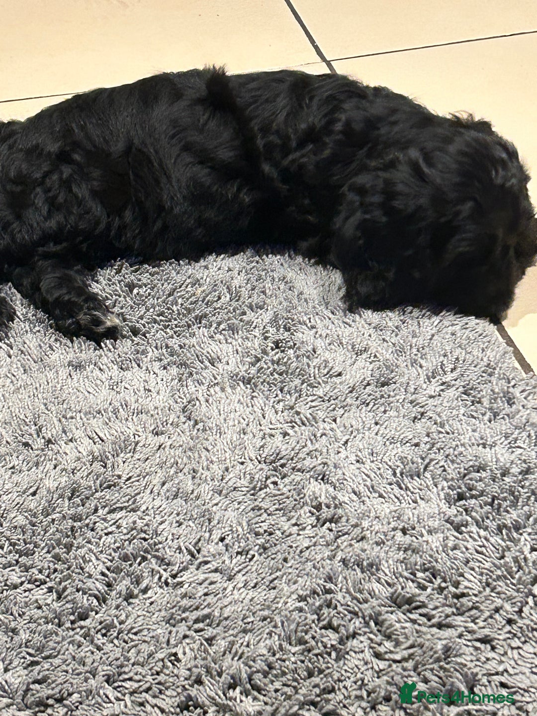 Cockapoo dogs for sale: Cockapoos puppies  - Image 12