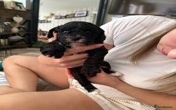 Cockapoo dogs for sale: 🐾ready to leave  black and white cockapoo - Image 26
