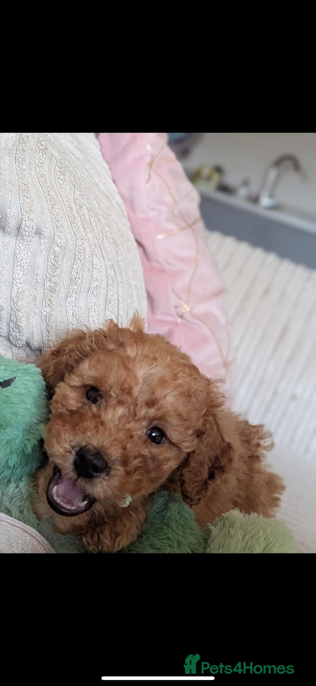Cockapoo dogs for sale: I'm Marco, a 10 Week Old Cockapoo - Advert 5