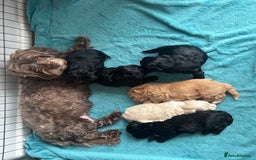Mixed Breed dogs for sale: 6 beautiful havapoo’s - Image 25