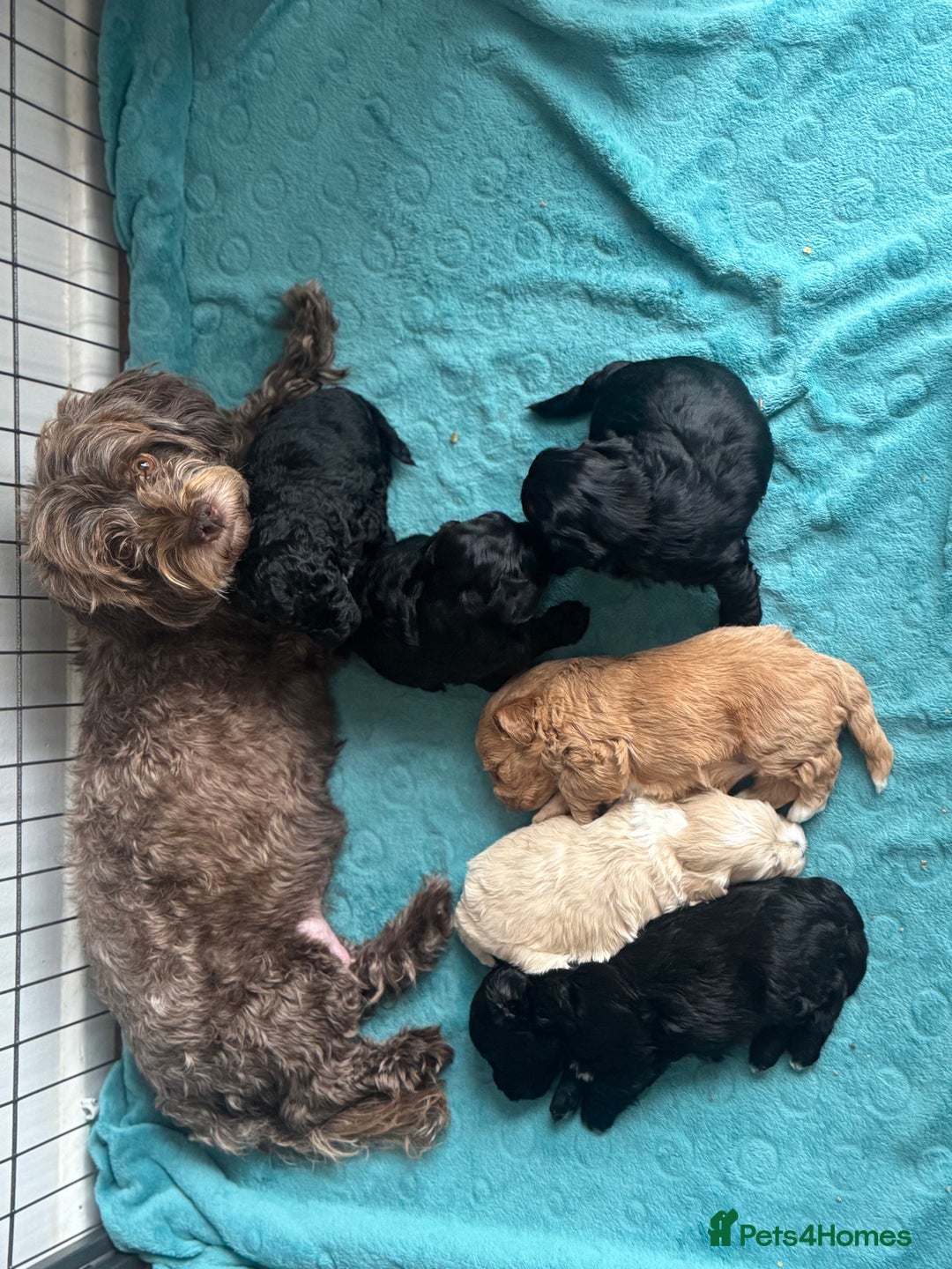 Mixed Breed dogs for sale: 6 beautiful havapoo’s - Image 25