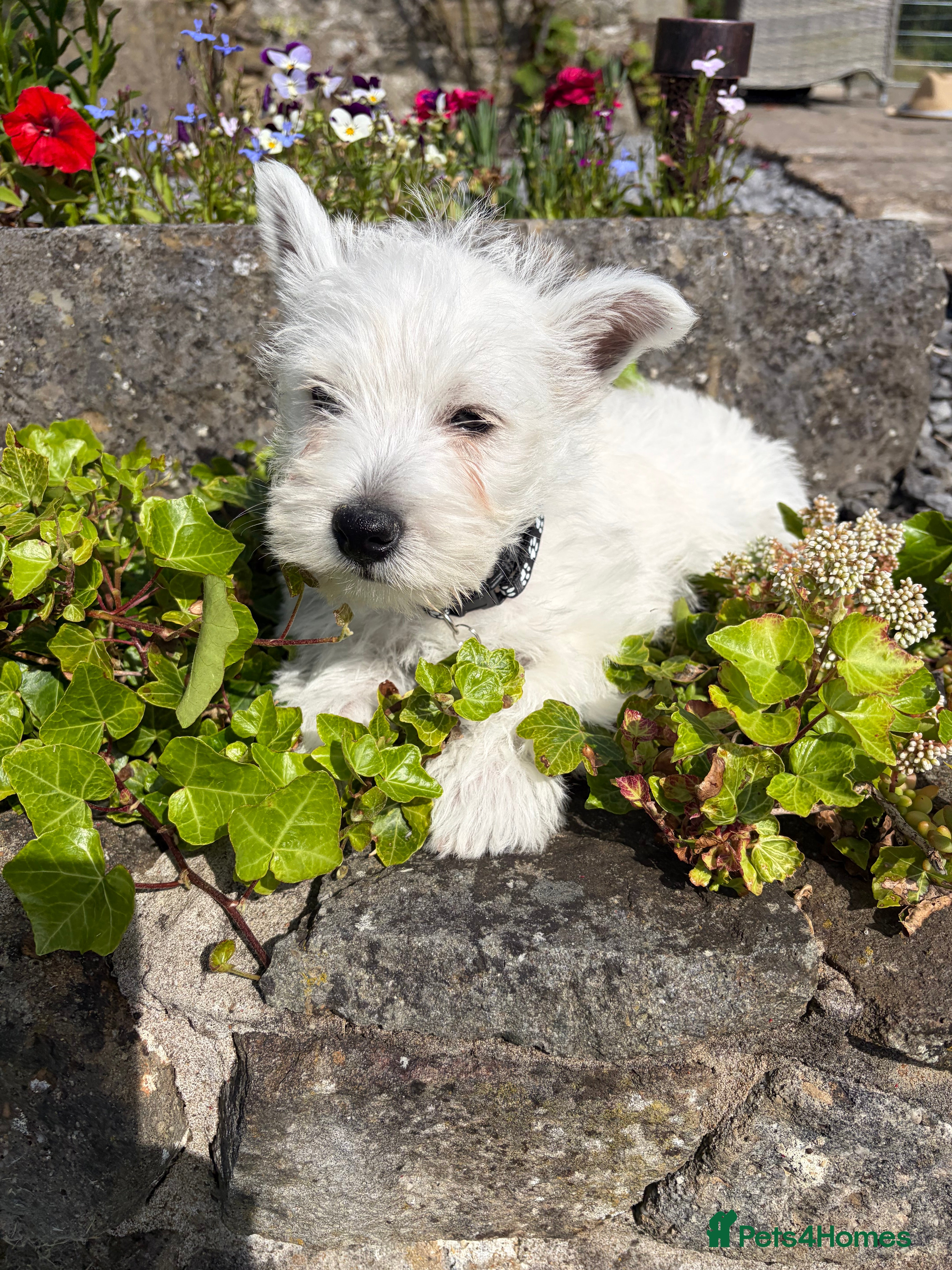 West Highland Terrier dogs Gorgeous Westie female puppies - Advert 2