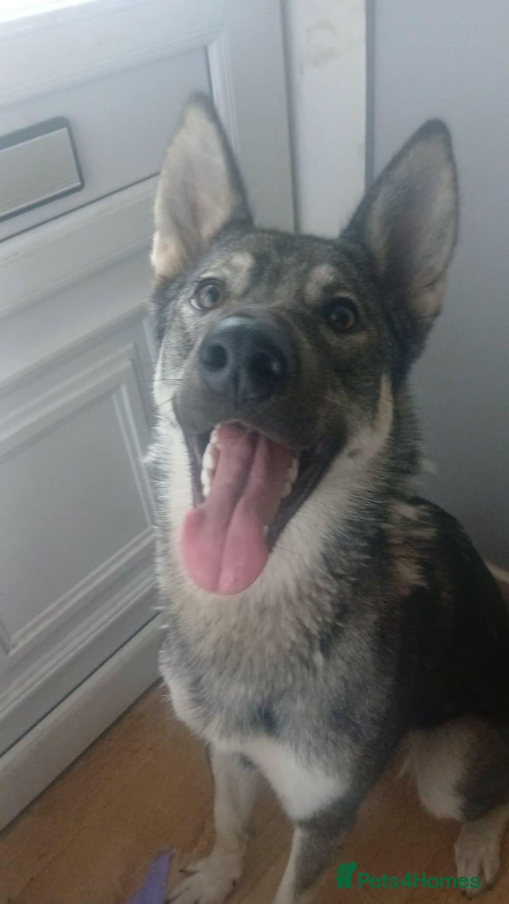 Mixed Breed dogs Northern inuit cross American akita female  - Advert 3