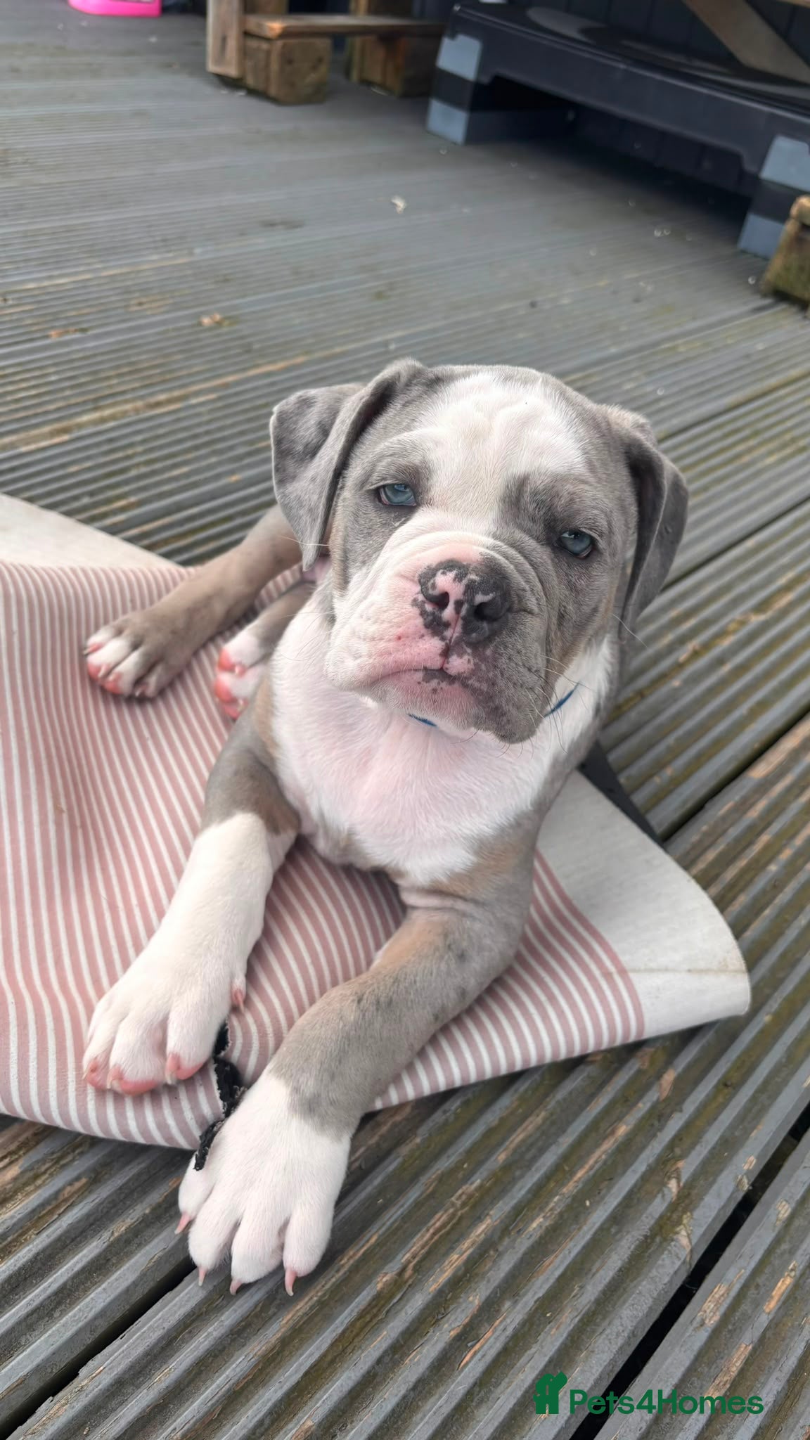 Olde English Bulldogge dogs Olde English Bulldogge puppies - Advert 2