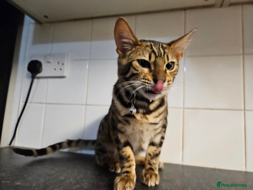 Bengal cats for sale: Silver/ mink bengals kittens  - Advert 5