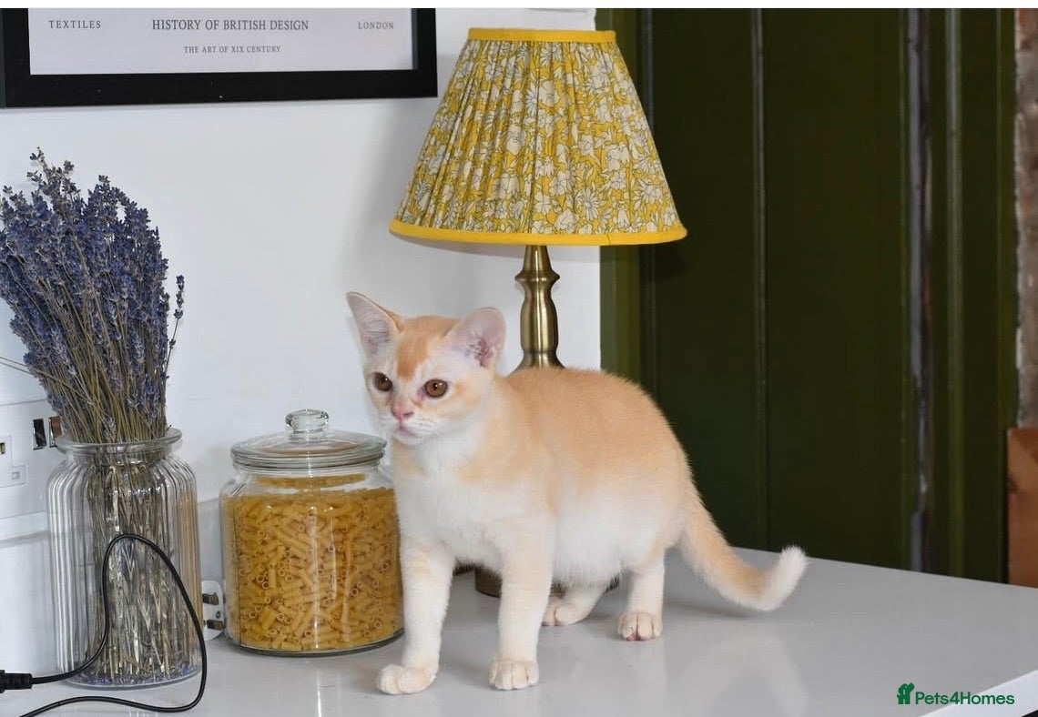 Burmese cats Red Burmese boy - Advert 11