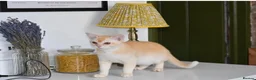 Burmese cats for sale: Red Burmese boy - Advert 1