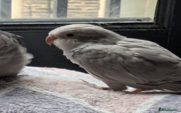 Parakeets birds for sale: Tamed hand reared baby Quaker parrots DNA tested  - Image 14
