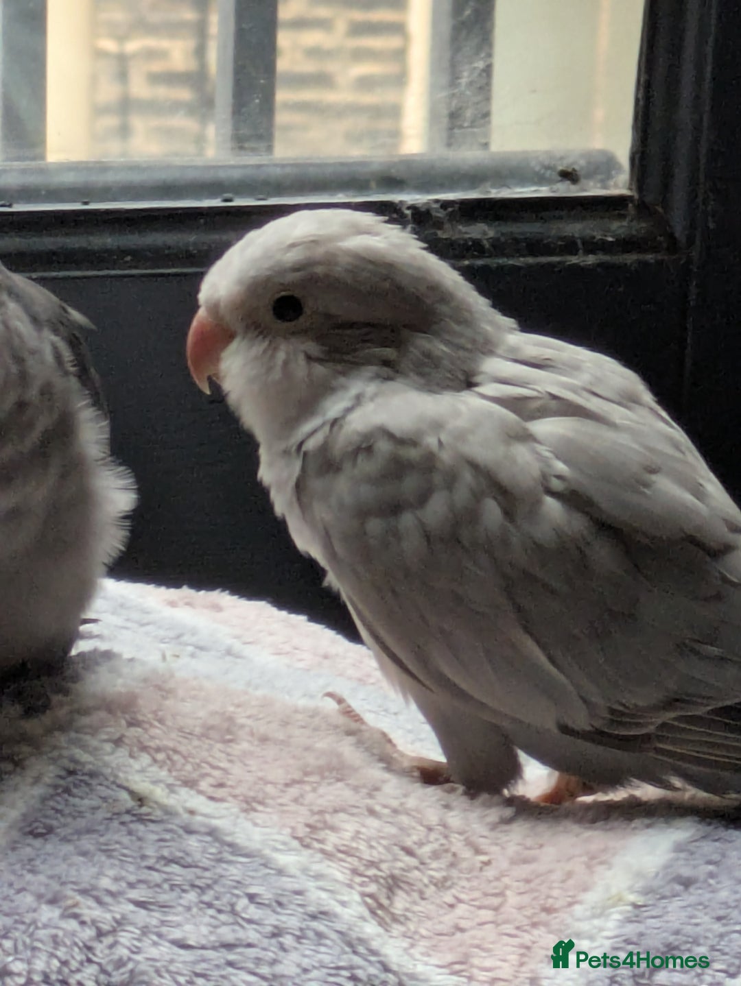 Parakeets birds for sale: Tamed hand reared baby Quaker parrots DNA tested  - Image 14