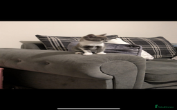 Mixed Breed cats for sale: Grey and white kitten  - Image 6