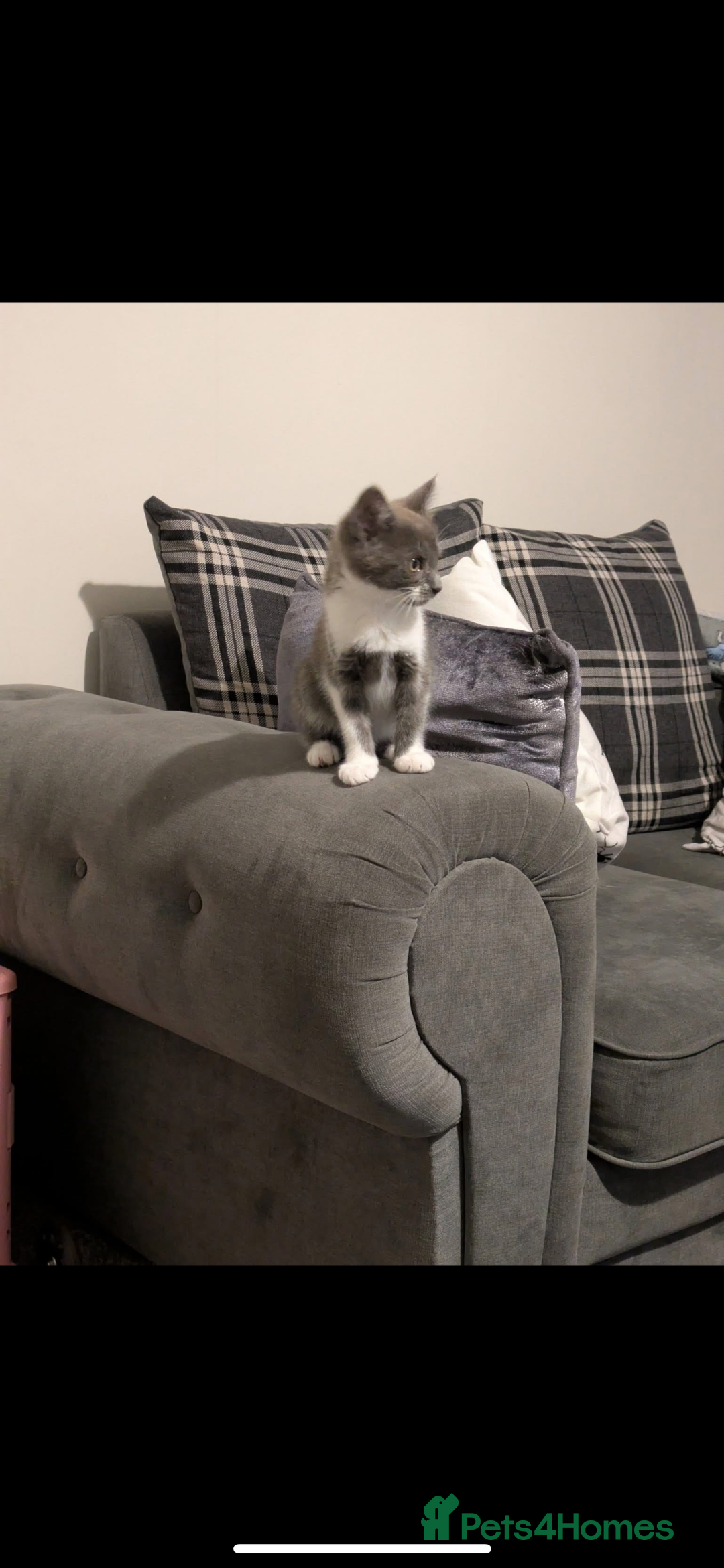 Mixed Breed cats for sale: Grey and white kitten  - Image 6