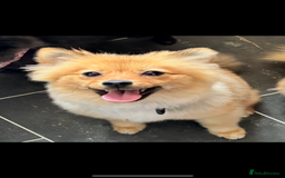 Pomeranian dogs for sale: Pomeranian  - Image 1