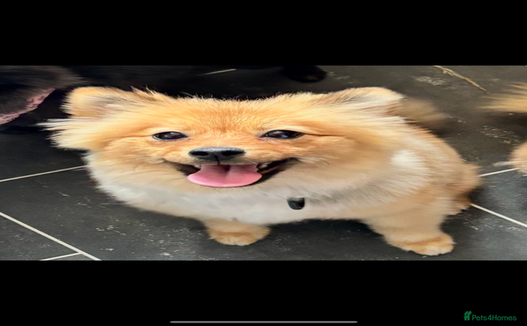 Pomeranian dogs - Advert 6