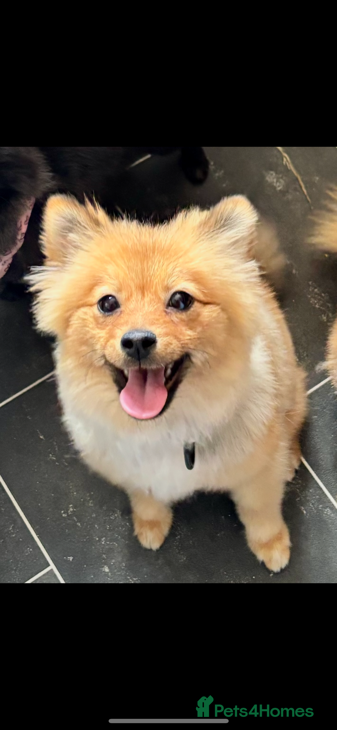 Pomeranian dogs for sale: Pomeranian  - Image 1