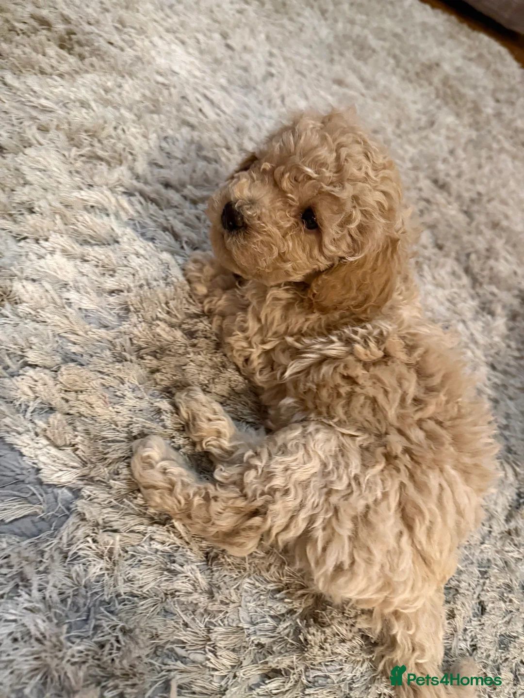 Maltipoo dogs for sale: Ready this week 🧸 - Advert 14