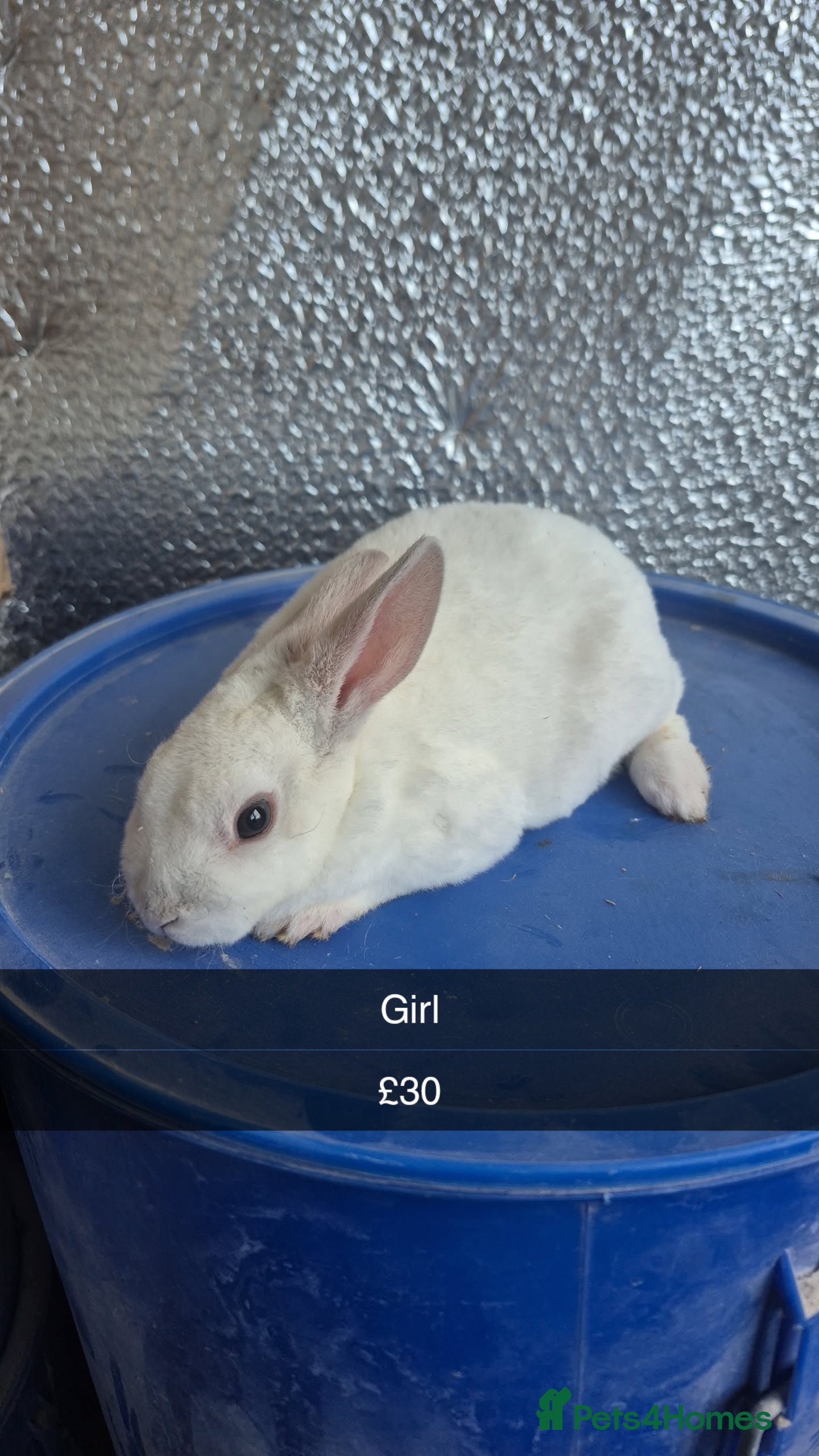 Lionhead rabbits Lionhead Baby Rabbits 8 weeks (Friendly) - Advert 4