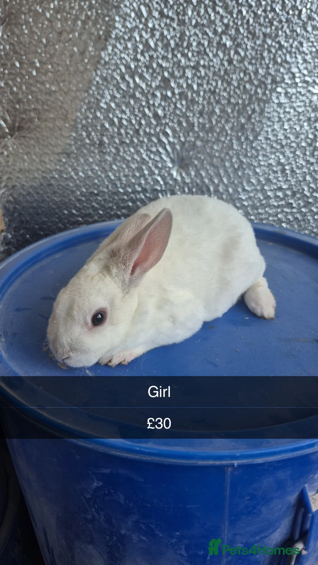 Lionhead rabbits for sale: Lionhead Baby Rabbits 8 weeks (Friendly) - Advert 1