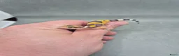 Leopard Gecko reptiles for sale: 2026 leopard gecko hatchlings  - Advert 15