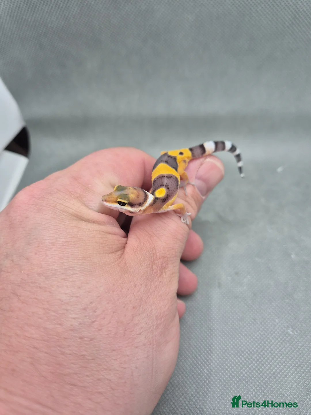 Leopard Gecko reptiles for sale: 2026 leopard gecko hatchlings  - Advert 15