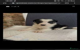 Border Collie dogs for stud: Exceptional Border Collie/Smooth collie For Stud - Advert 6