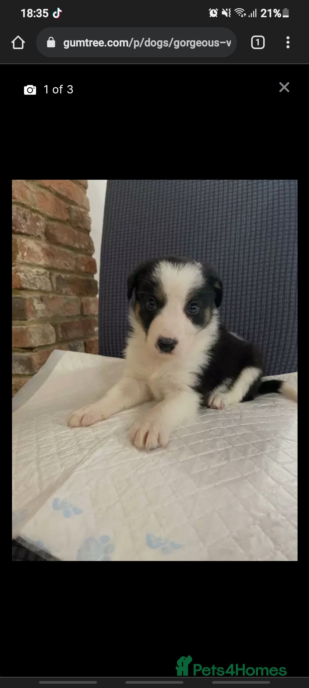 Border Collie dogs for stud: Exceptional Border Collie/Smooth collie For Stud - Advert 6