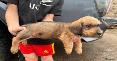Dachshund dogs - Advert 2