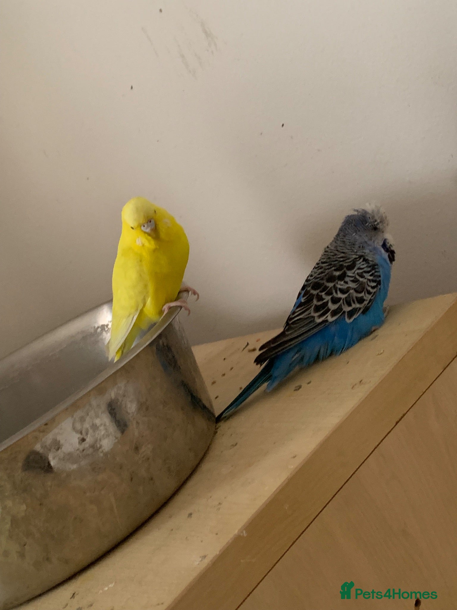 Budgerigars birds for sale: Budgies and canaries  - Advert 1