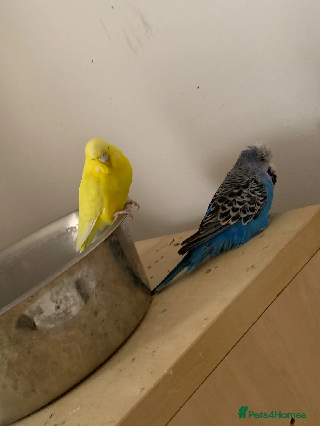Budgerigars birds for sale: Budgies  in Waltham Cross - Advert 2