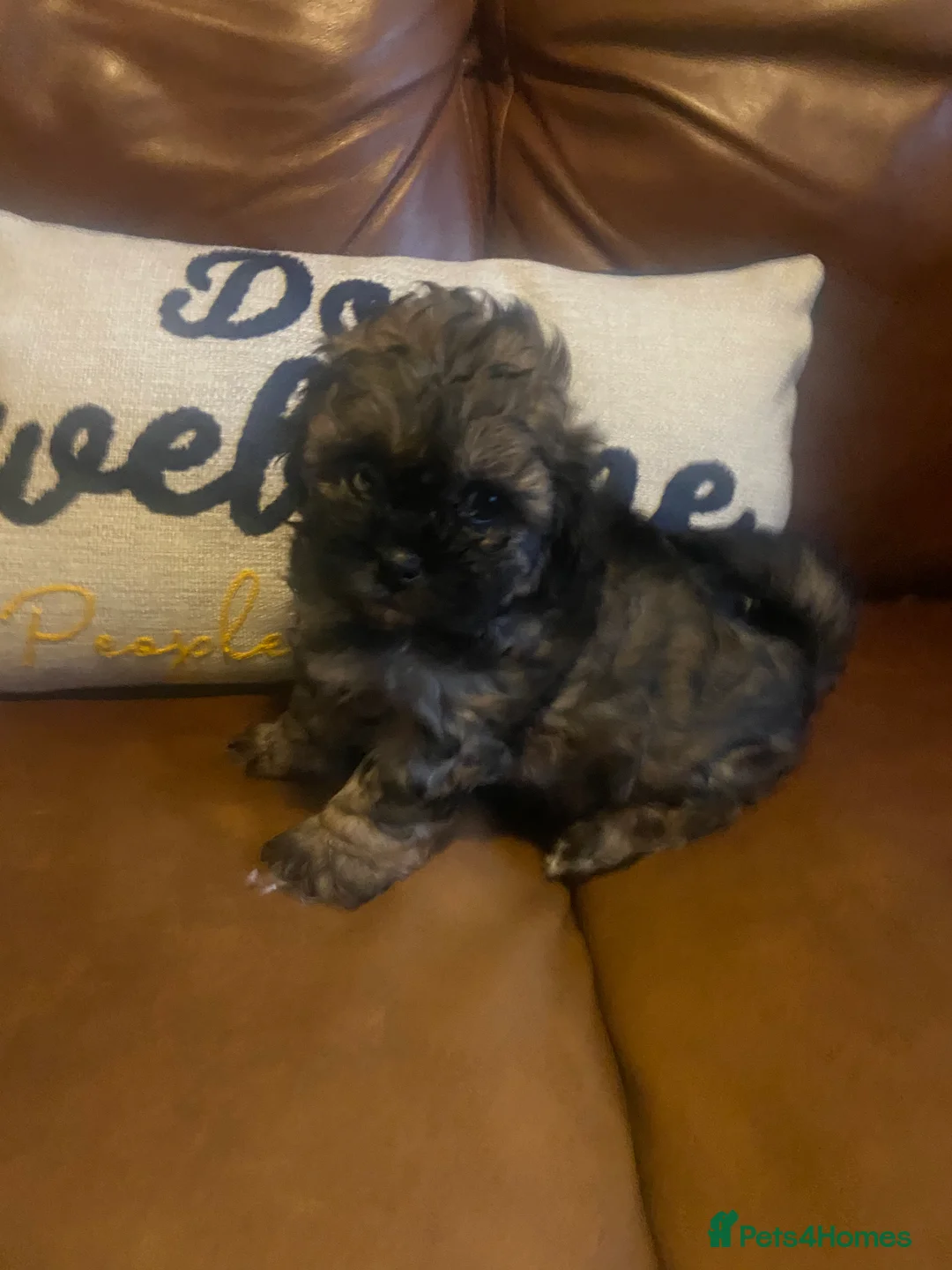 Bichon Frise dogs for stud: Bichon Frise *for stud only* in Hoddesdon - Advert 9