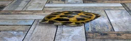 Tortoise reptiles for sale: Adult male horsefield tortoise and set up - Advert 1