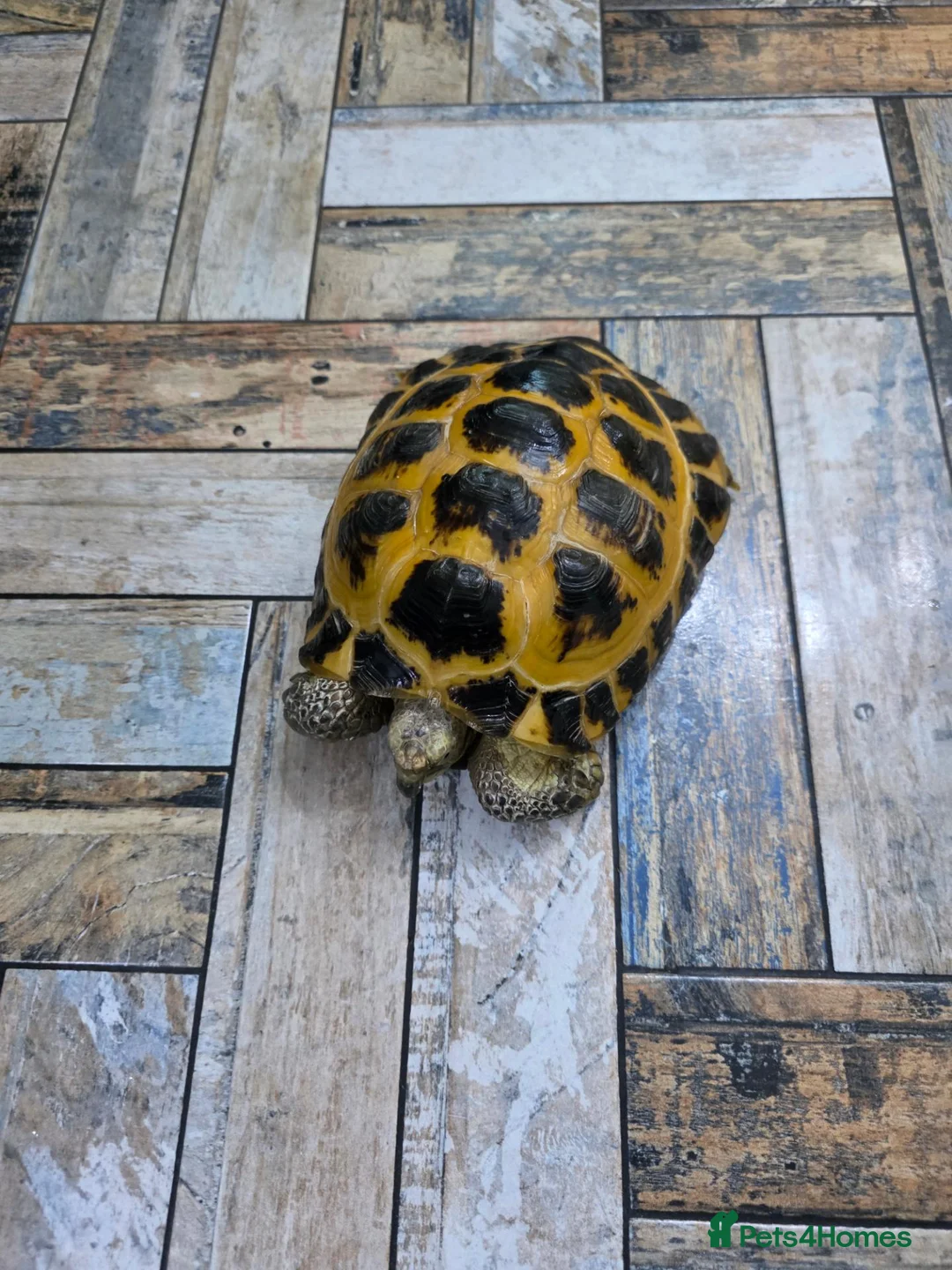 Tortoise reptiles for sale: Adult male horsefield tortoise and set up - Advert 1
