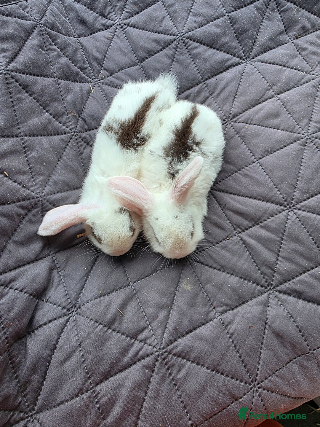 Mini Lop rabbits for sale: Mini lops  - Image 7